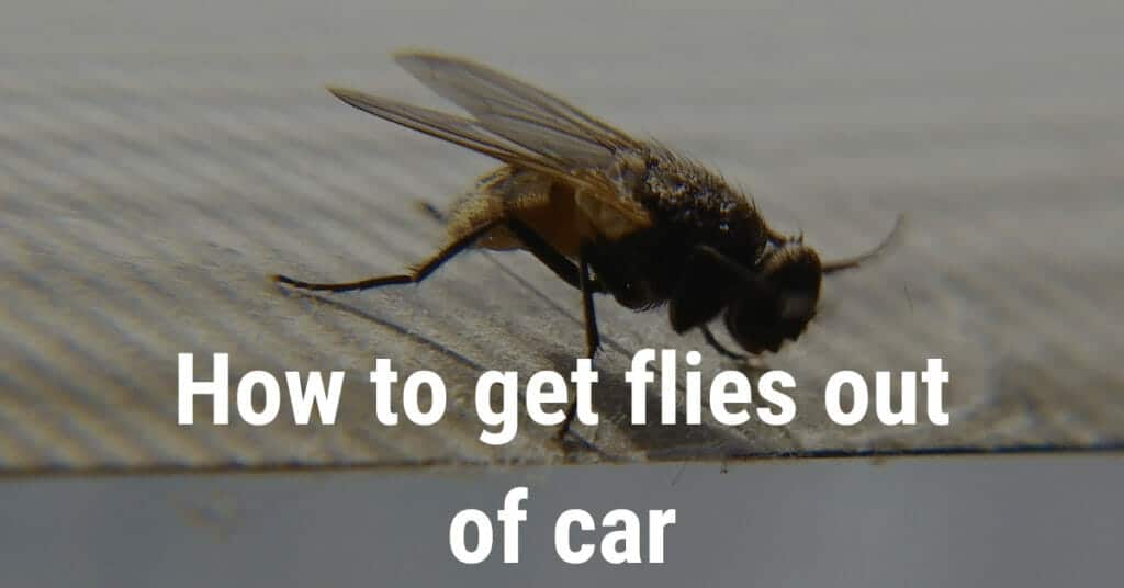 How to Get Flies Out Of The Car