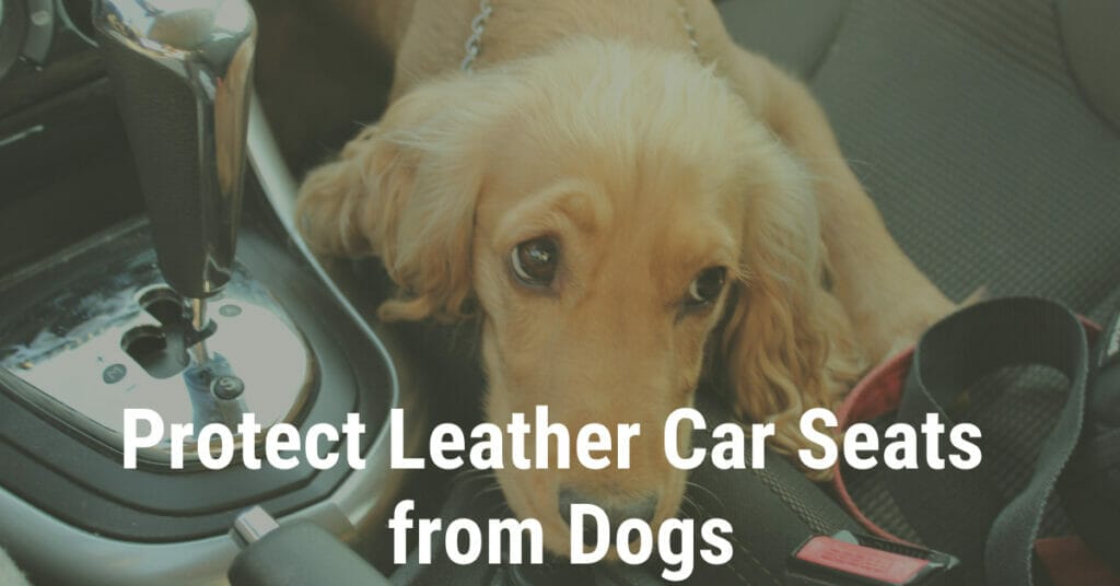 How to Protect Leather Car Seats from Dogs
