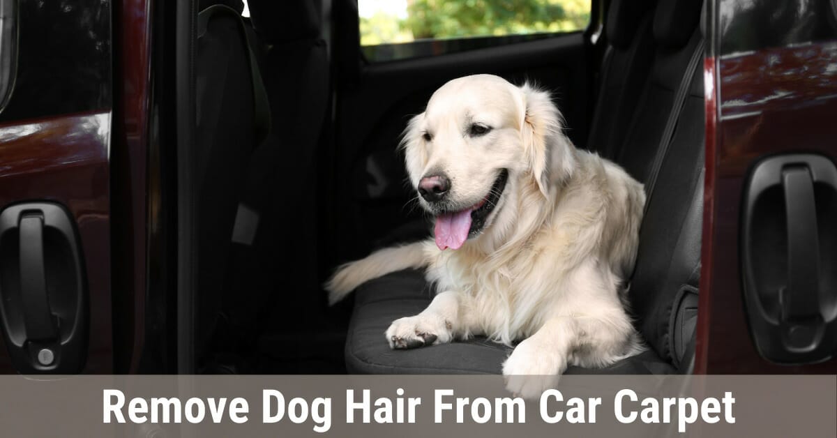 Best 7 Methods To Easily Remove Dog Hair From Car Carpet