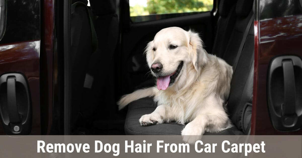 How to easily remove dog hair from car carpet